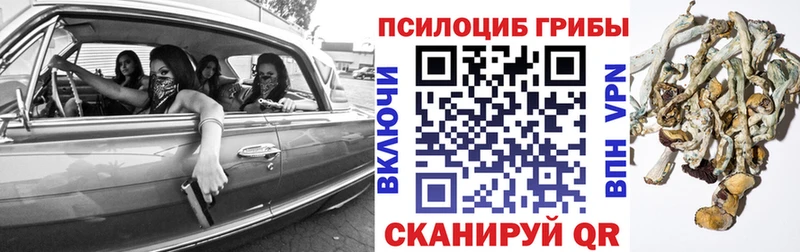 Псилоцибиновые грибы Cubensis Котовск
